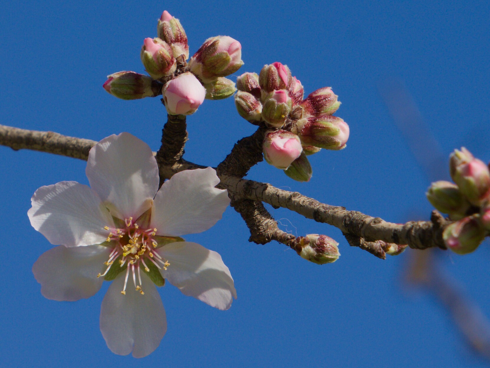 Shows early season almond blossom 