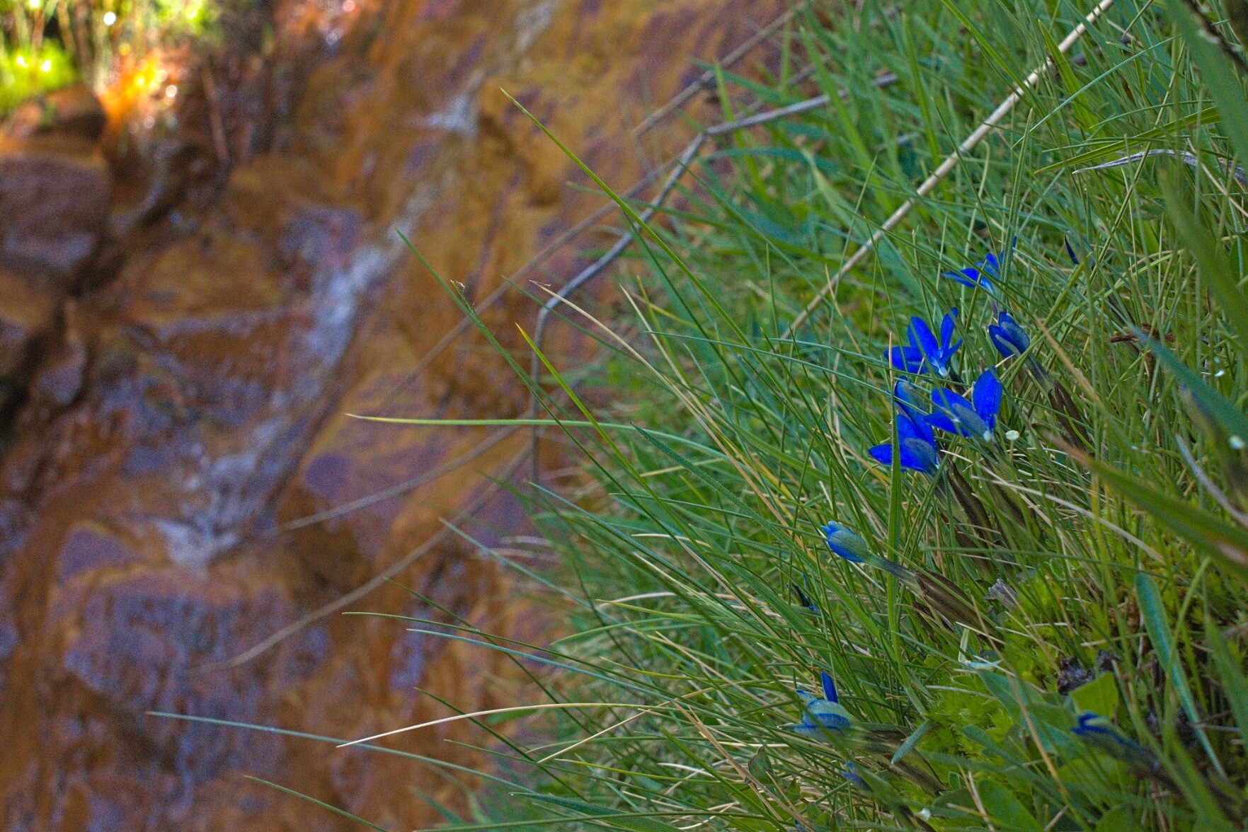 On the right some bright blue flowers (Gentians). To the left and blurred is an iron rich mountain stream