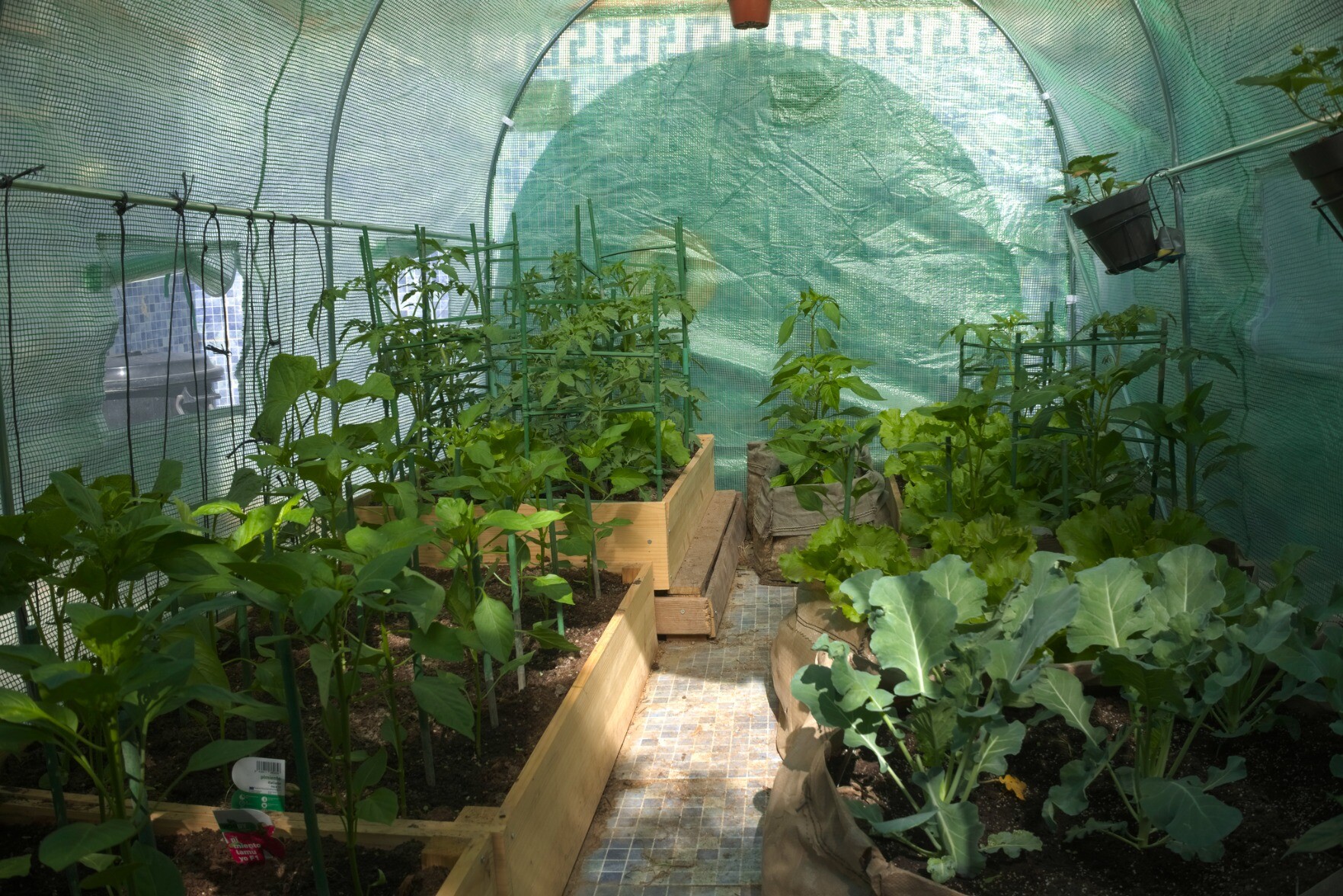 A small polytunnel is filled with green vegetables. Some light comes through in the centre section