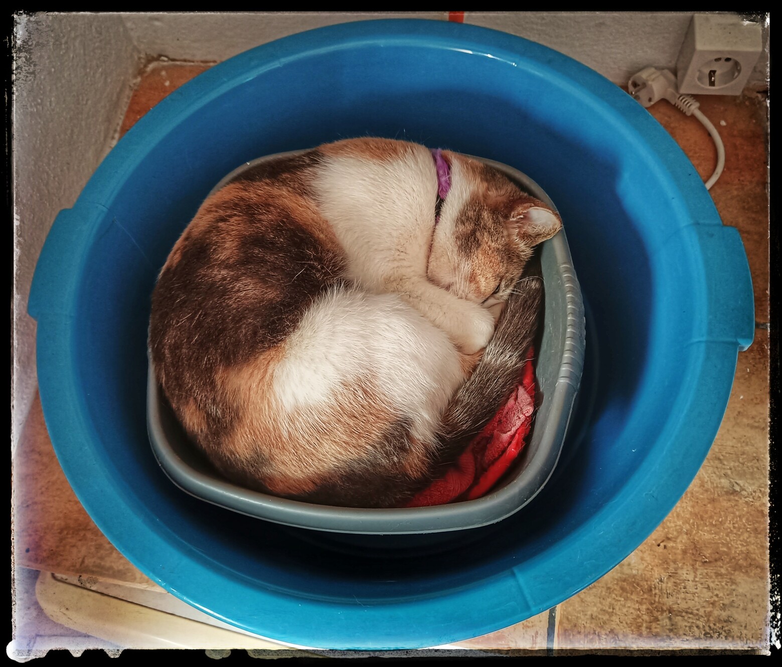 A tri coloured cat curled up asleep in a bowl that is inside a larger bowl