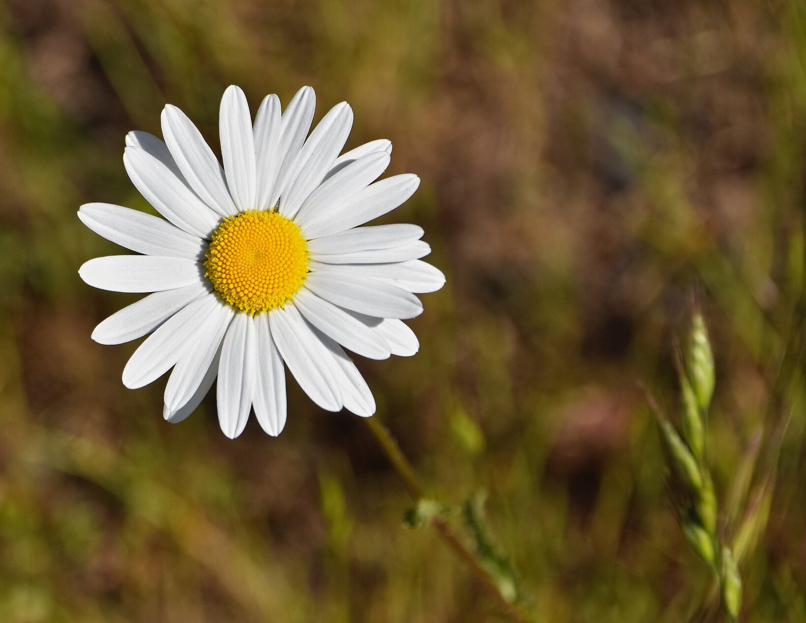A white daisy with a yellow middle