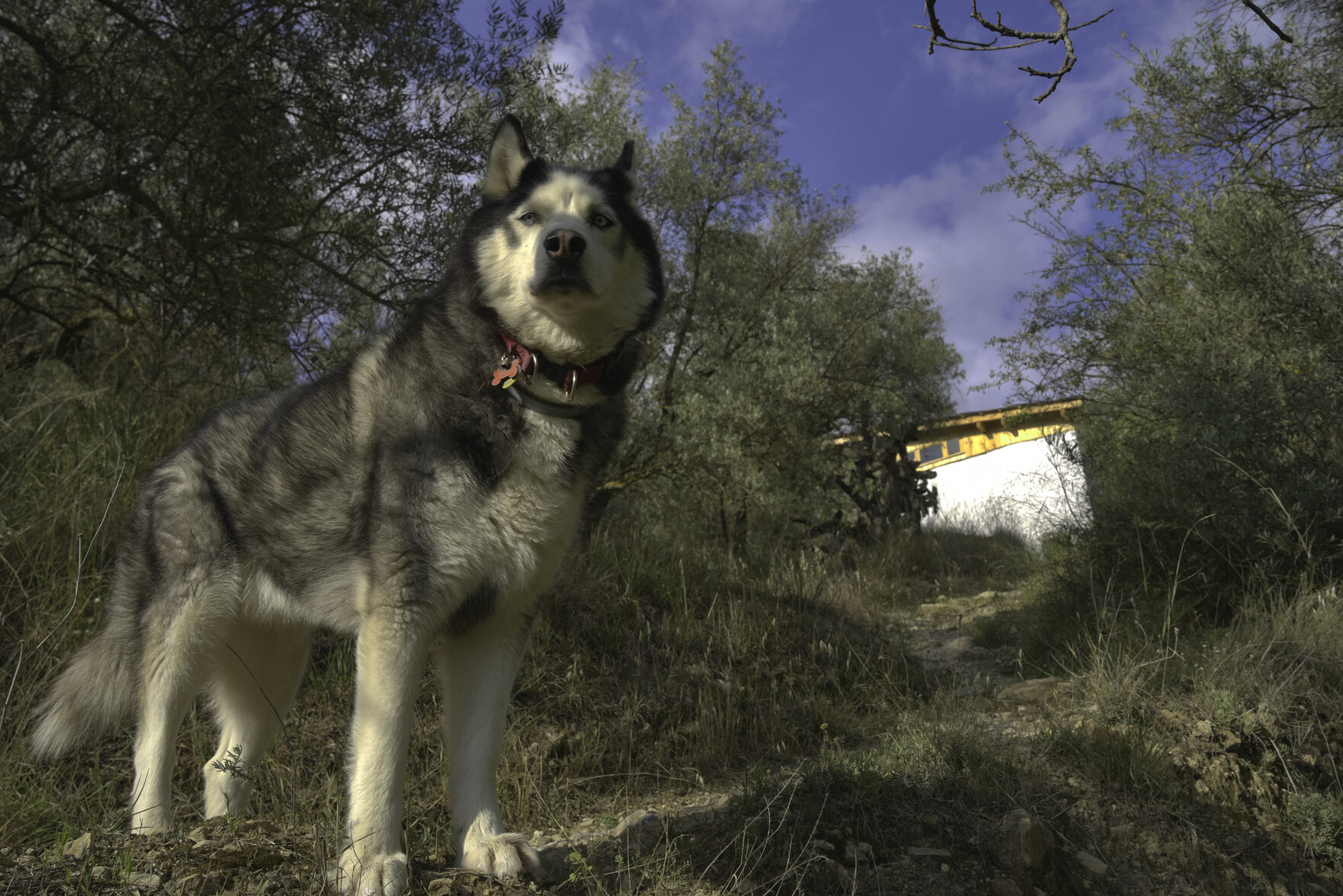 A Siberian husky black and white dog stands in the left foreground. A path runs up to the right to a white building. Above are clouds and blue skies