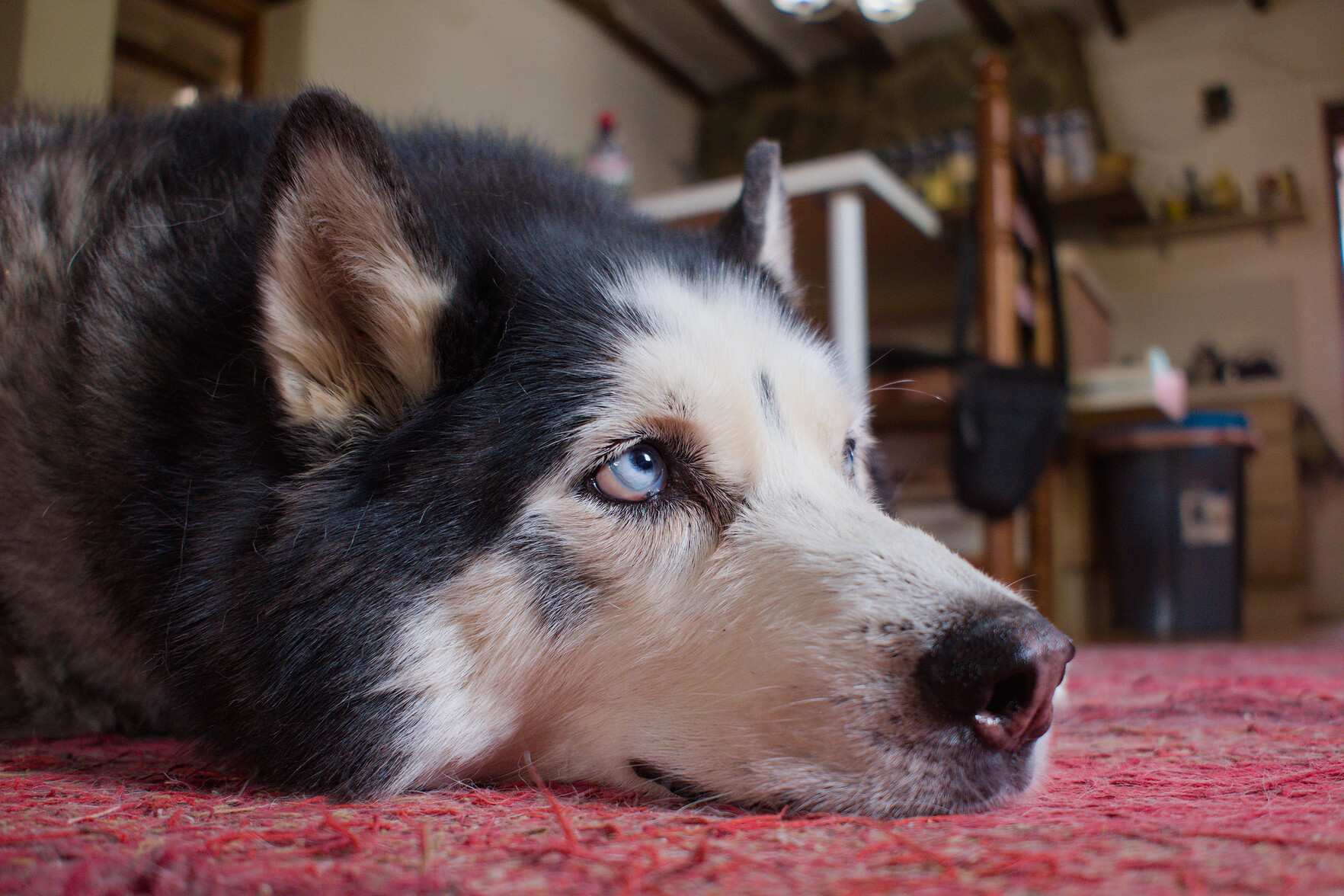 A siberian husky lays with his head to the carpet, blue eyes looking skyward