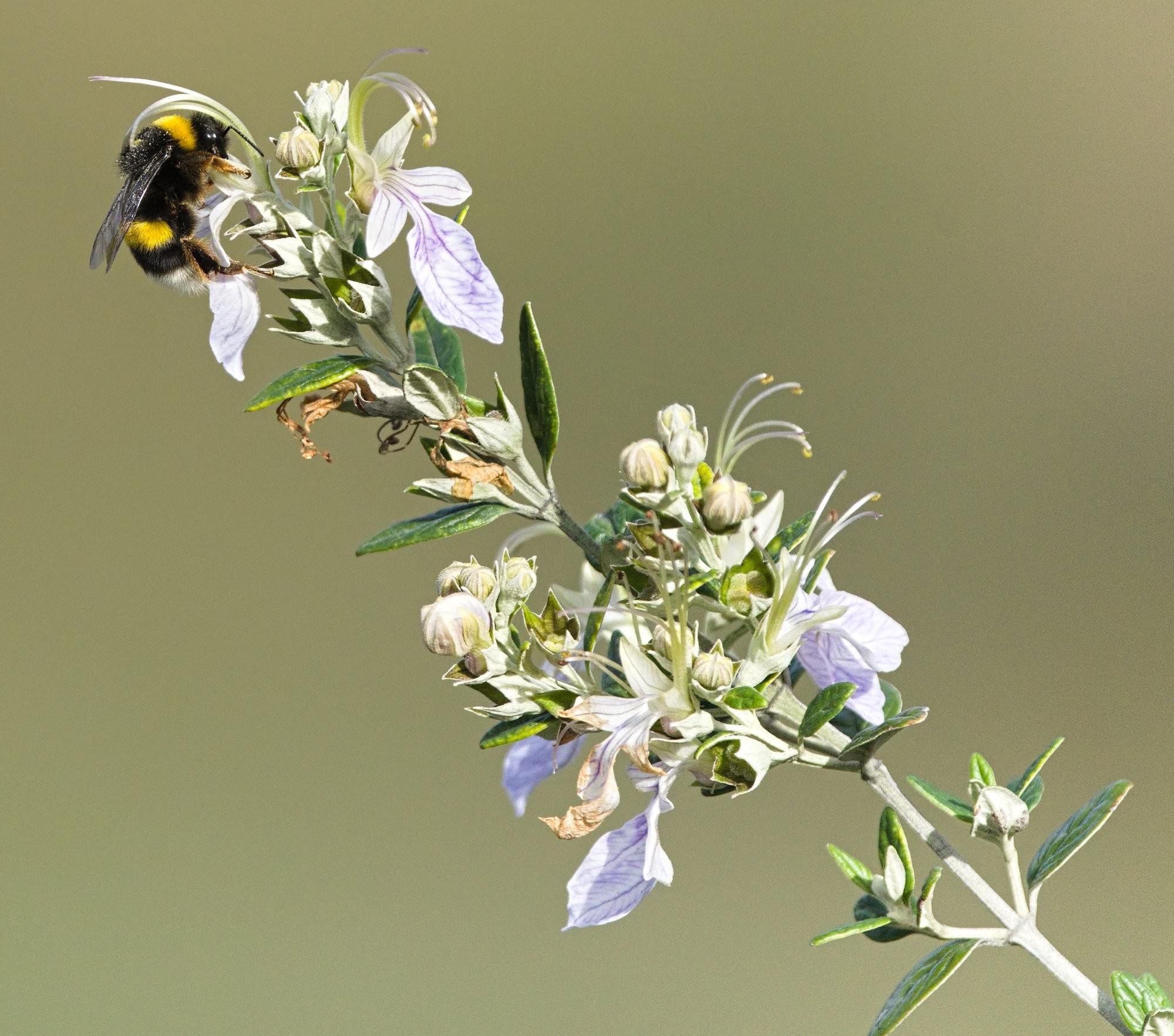 A picture of a yellow and black bumblebee with a white bottom pollinating a flower. The bee is in the top right of the picture. The plant I believe to be Teucrium fruticans or similar!