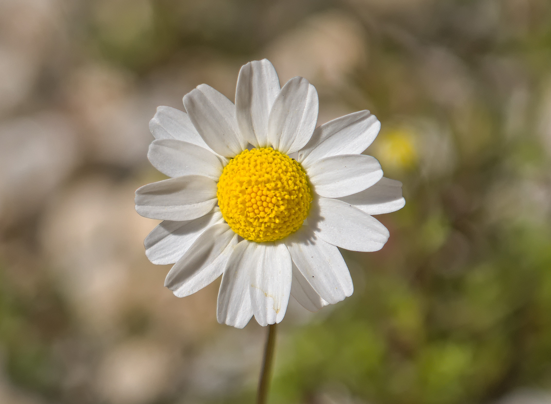 A close up picture of a daisy type flower. A yellow centre with many white petals around the yellow. A blurred out background.