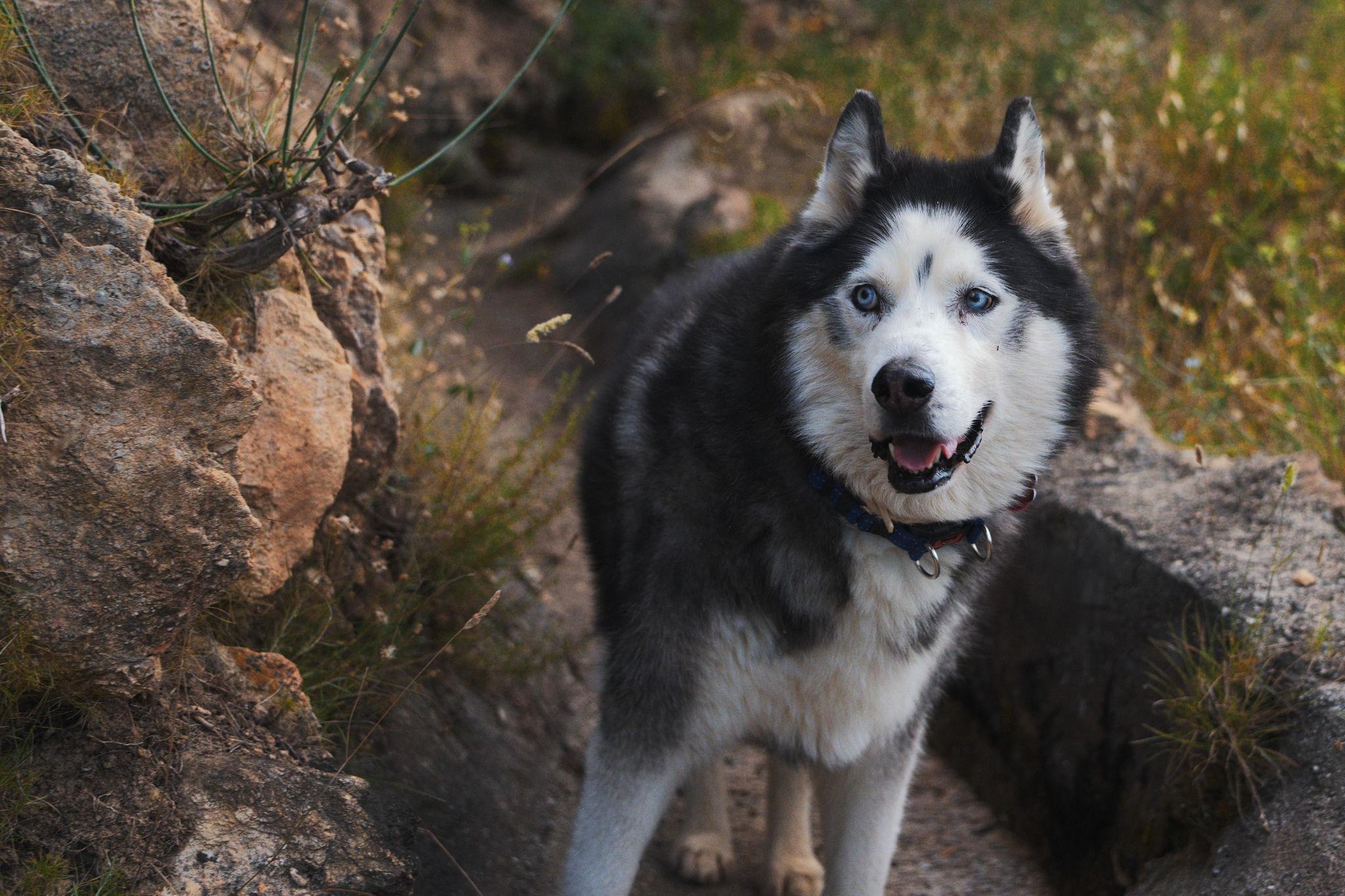 A black and white husky dog stands in an irrigation channel. Blue eyes looking left towards a large rock