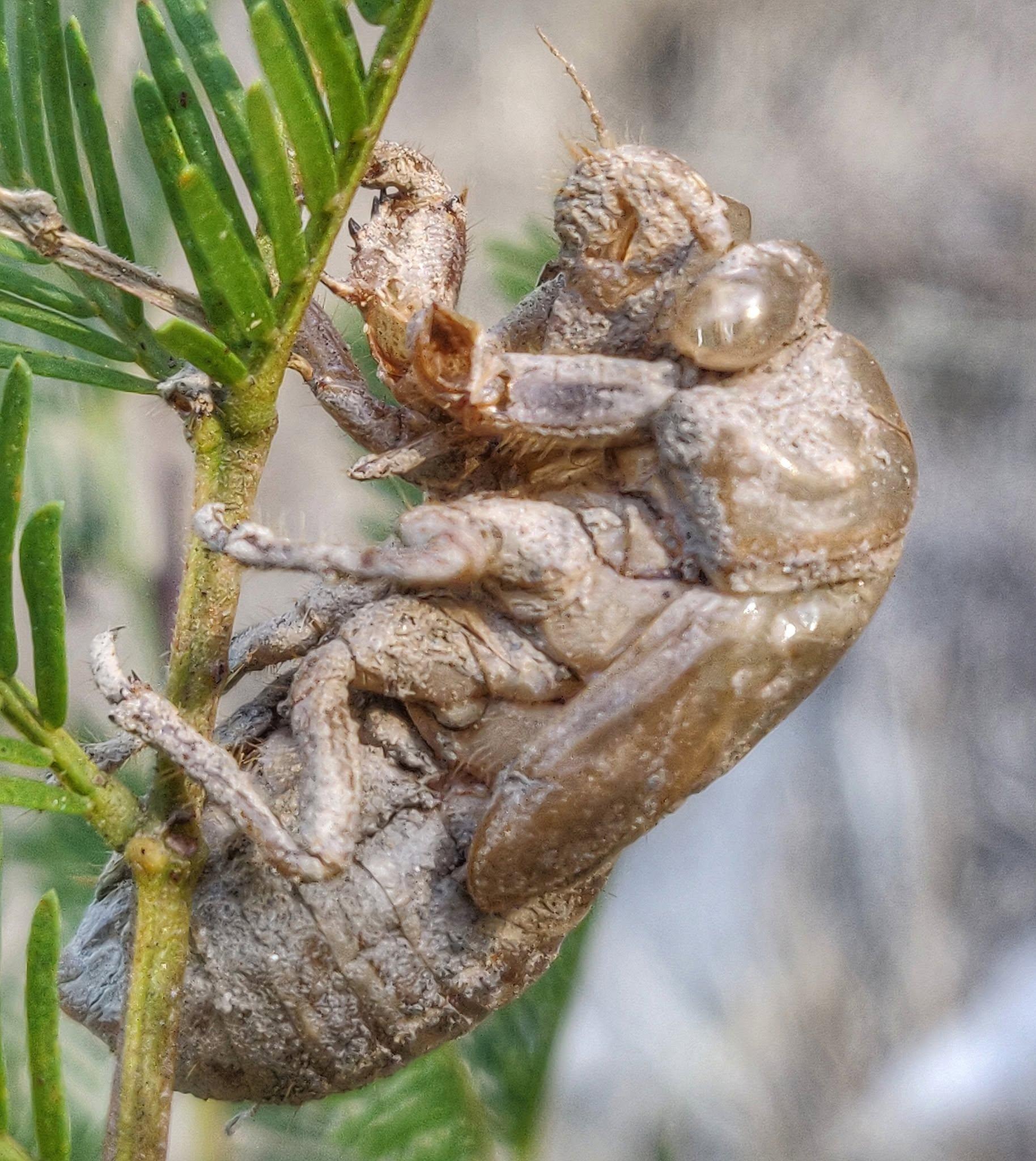 The exoskeleton of a Cicada. Attached to some vegetation.