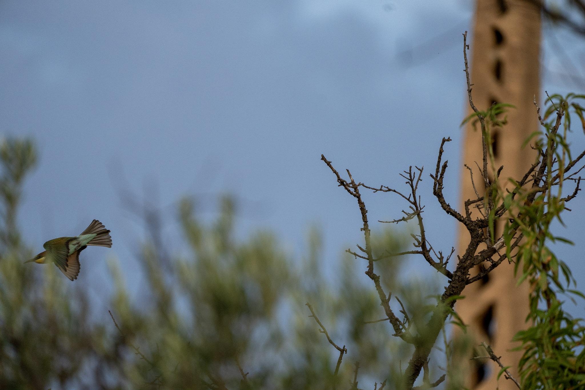 A perfectly placed branch from an almond tree in the centre of the frame. Behind the sky is just getting light and there are blurred out olive trees and a concrete pylon. Nearly flying out of shot just below centre left side is a bird. It's a European Bee Eater and it was sat on the perfectly placed branch milliseconds before the photographer pressed the button!