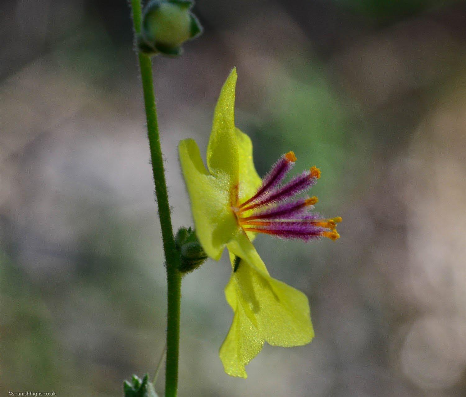 A side on view of a yellow flower with the purple stamen coming out of the middle of the flower. The flower is attached to a narrow green stem.