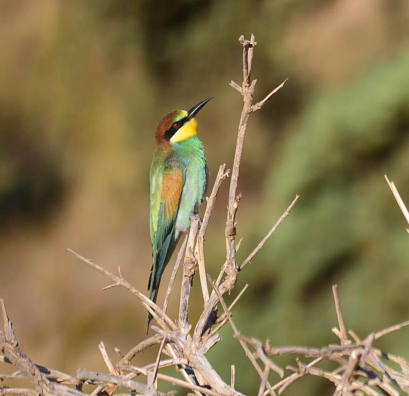 A picture of a brightly coloured bird perched on a branch side on to the photographer. The background is blurred. The bird has a large black beak and a black eye stripe showing the red eye. The face is mostly yellow with a red/brown head. The body is mostly blue green and the wings contain some brown.