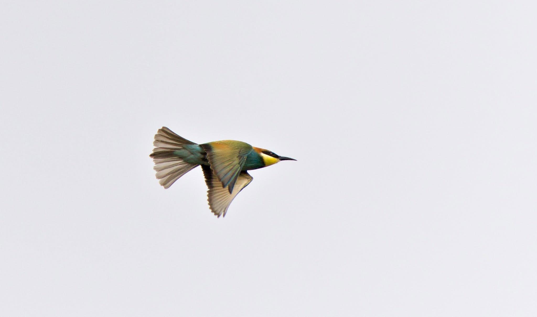 A colourful European Bee Eater flying through a grey sky.