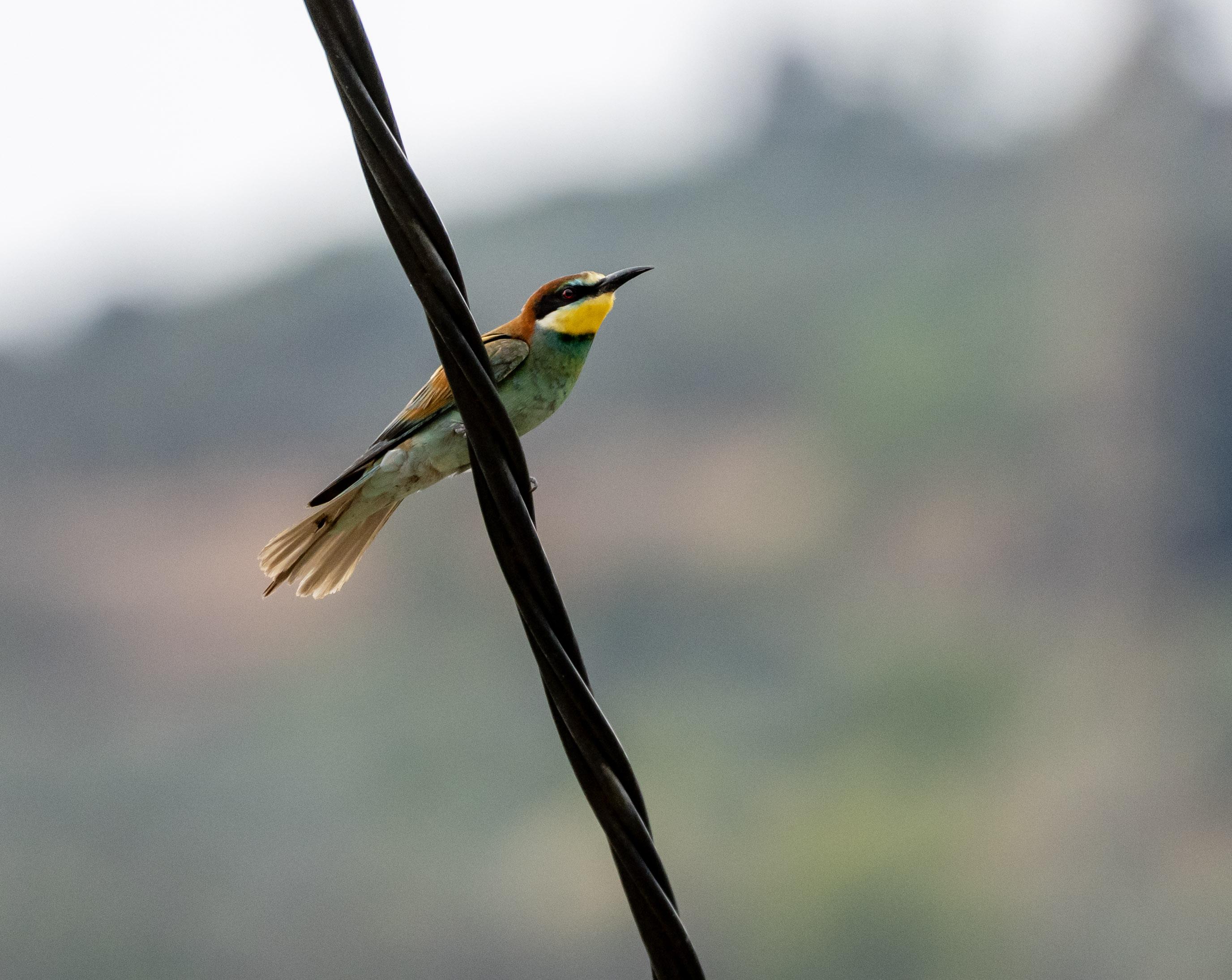 A colourful European Bee Eater perched on a cable. The background is blurred.