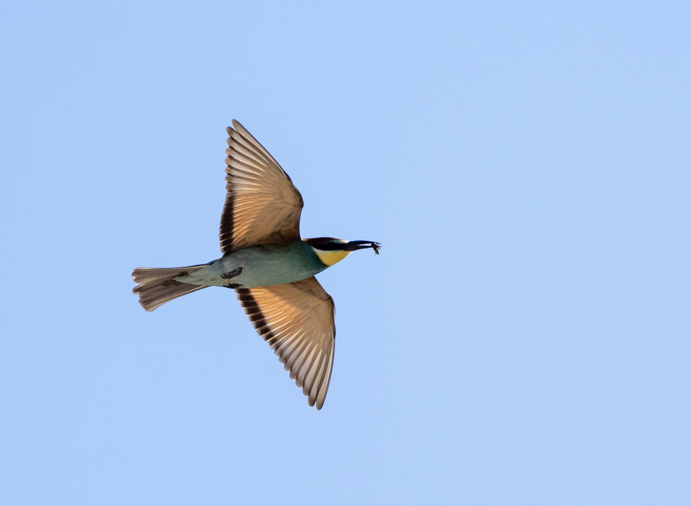 A European Bee Eater flying through a light blue sky. The bird has an insect in it's long beak.