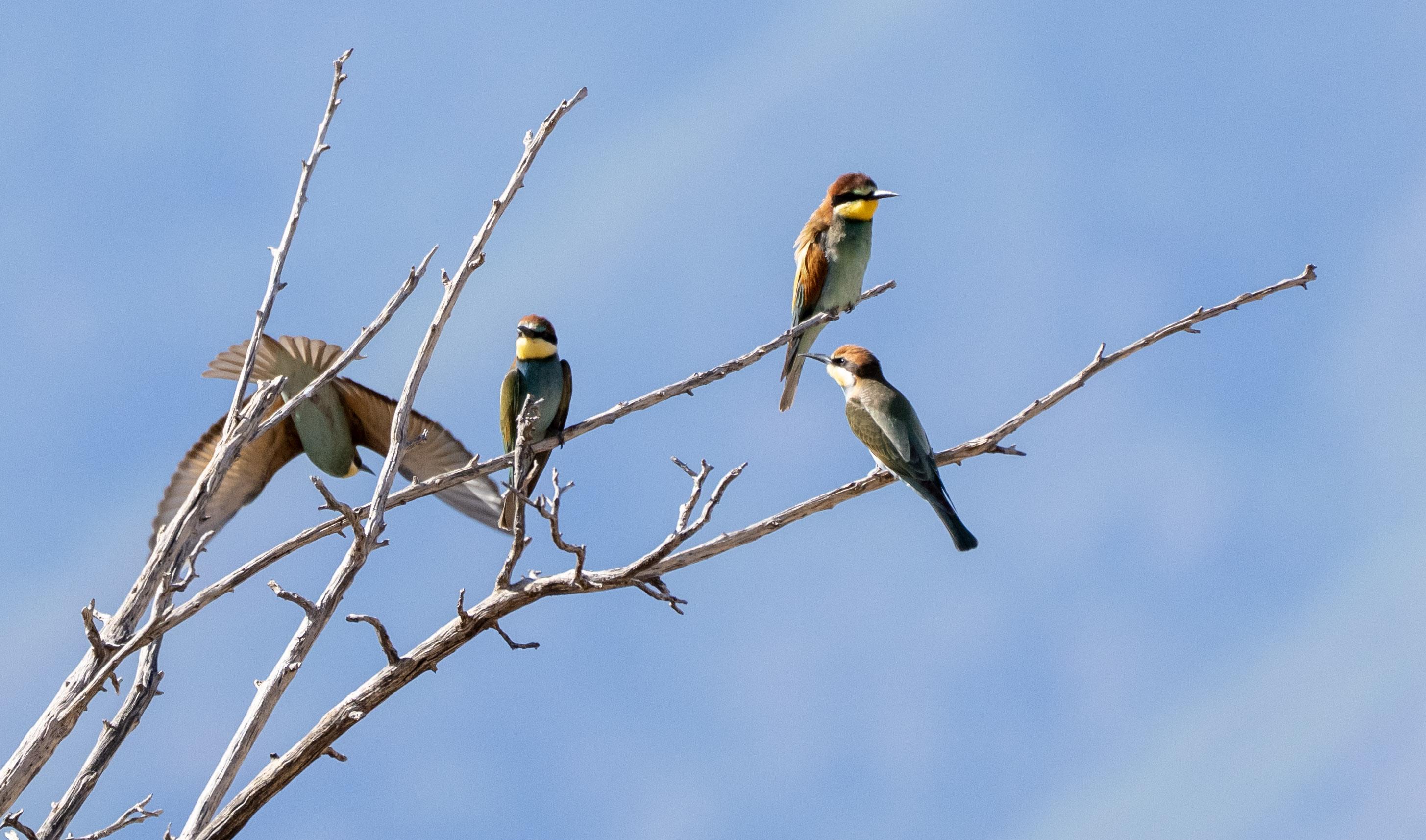 Three colourful European Bee Eaters perched in a tree and one just flying away out the back.