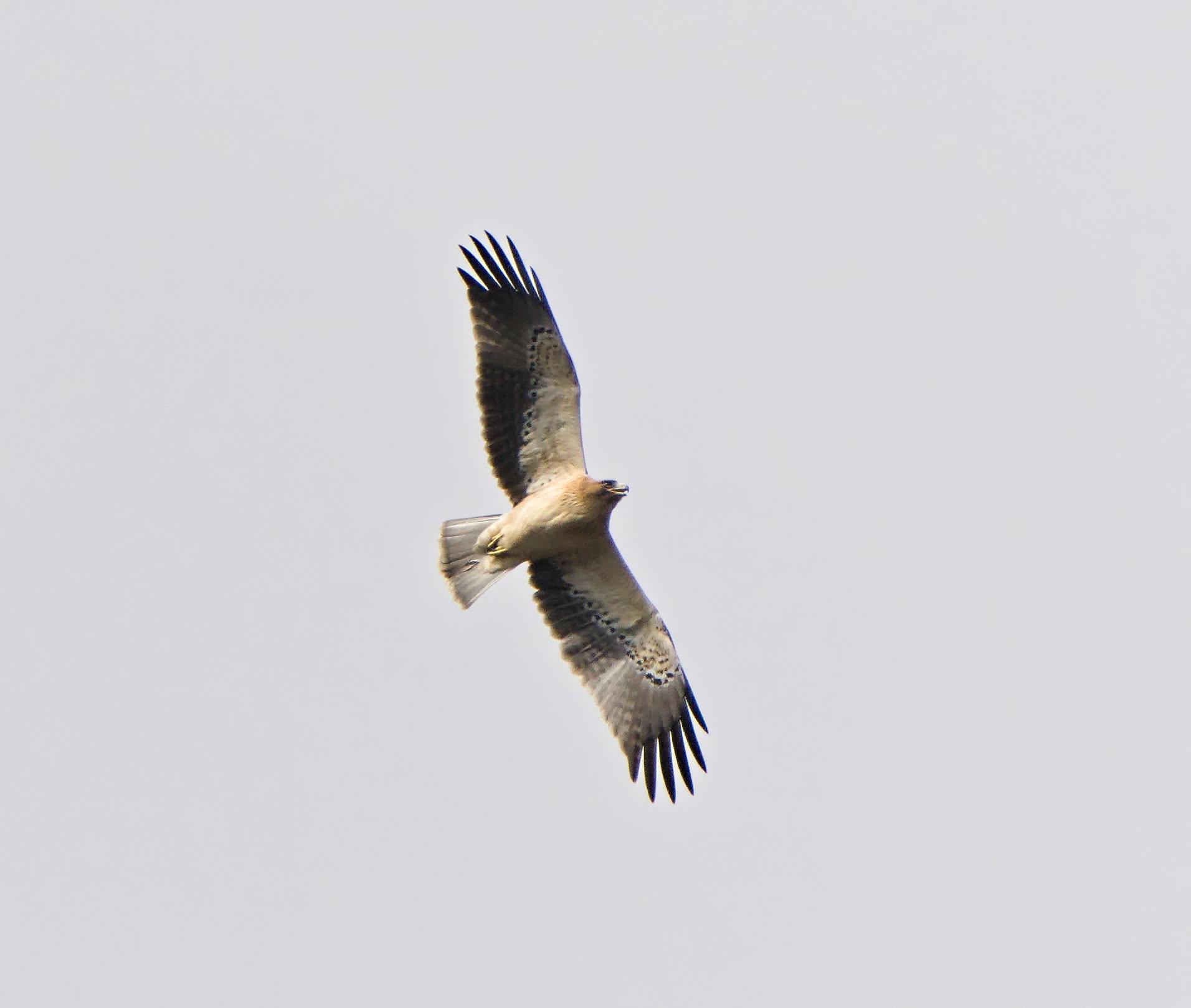 An eagle flying in a light grey sky above the photographer. The eagle has a mostly white body with the neck and head turning brown. The lower parts of the wings are grey/black and the upper parts are white with some black speckles.