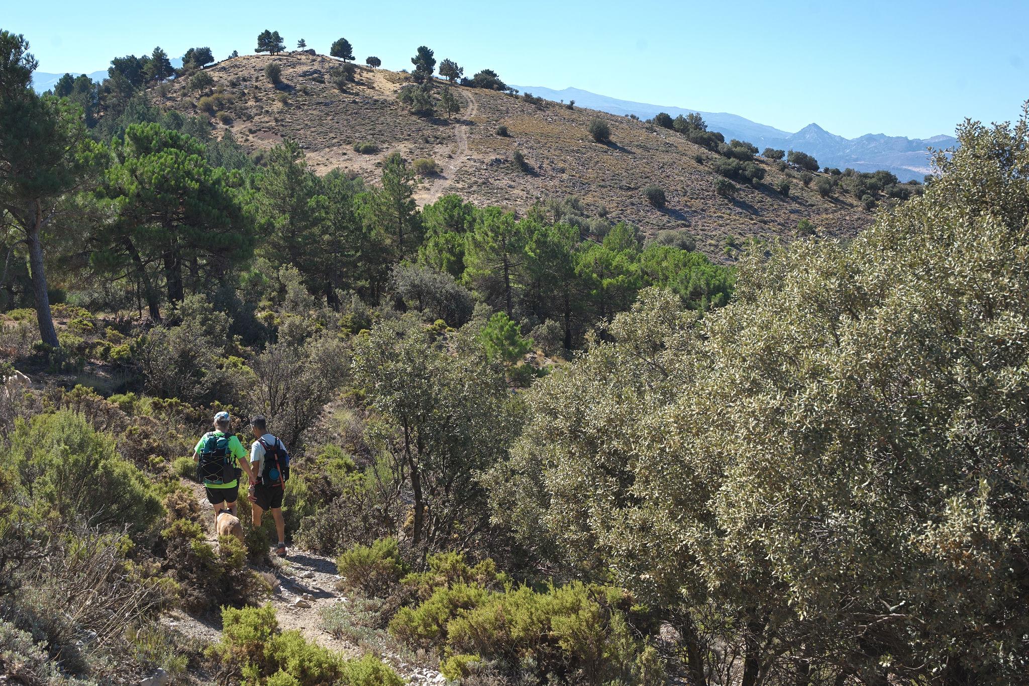 Cutting through the path that leads through trees to the summit of Cerrro Buenavista