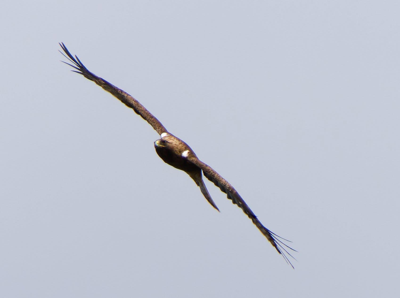An eagle flying just off head on showing two pure white patches on the leading edge of the wing. The rest of the bird appears brown in this picture. Flying in a light grey sky.